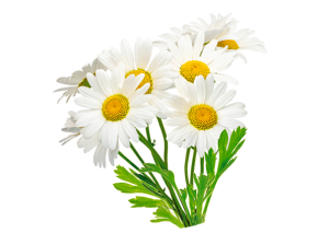 camomilla-flower